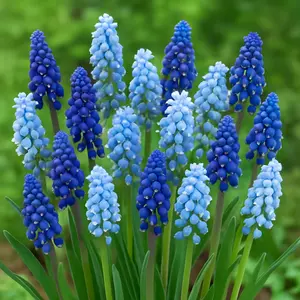 Mixed Blue Mascari Bulbs (10 Bulbs) Light and Dark Blue