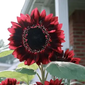 EasyGrow 100+ Rare Red Sunflower Seeds for Planting Heirloom Non-GMO 15 Unique Varieties Mix in Bulk Individually Packaged Pollinator Favorite