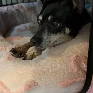 Earth & Tail Beef Heart Dog Treats - 100% USA Single Ingredient Nutrient-Dense Gently Air-Dried 4 oz Bag for Heart Muscle Health