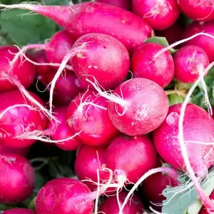 TomorrowSeeds - Pink Celebration Radish Seeds -  Raphanus sativus Hot Pink Skin Radishes Purple Red Daikon Root Vegetable Seed 2024 Fast Shippping