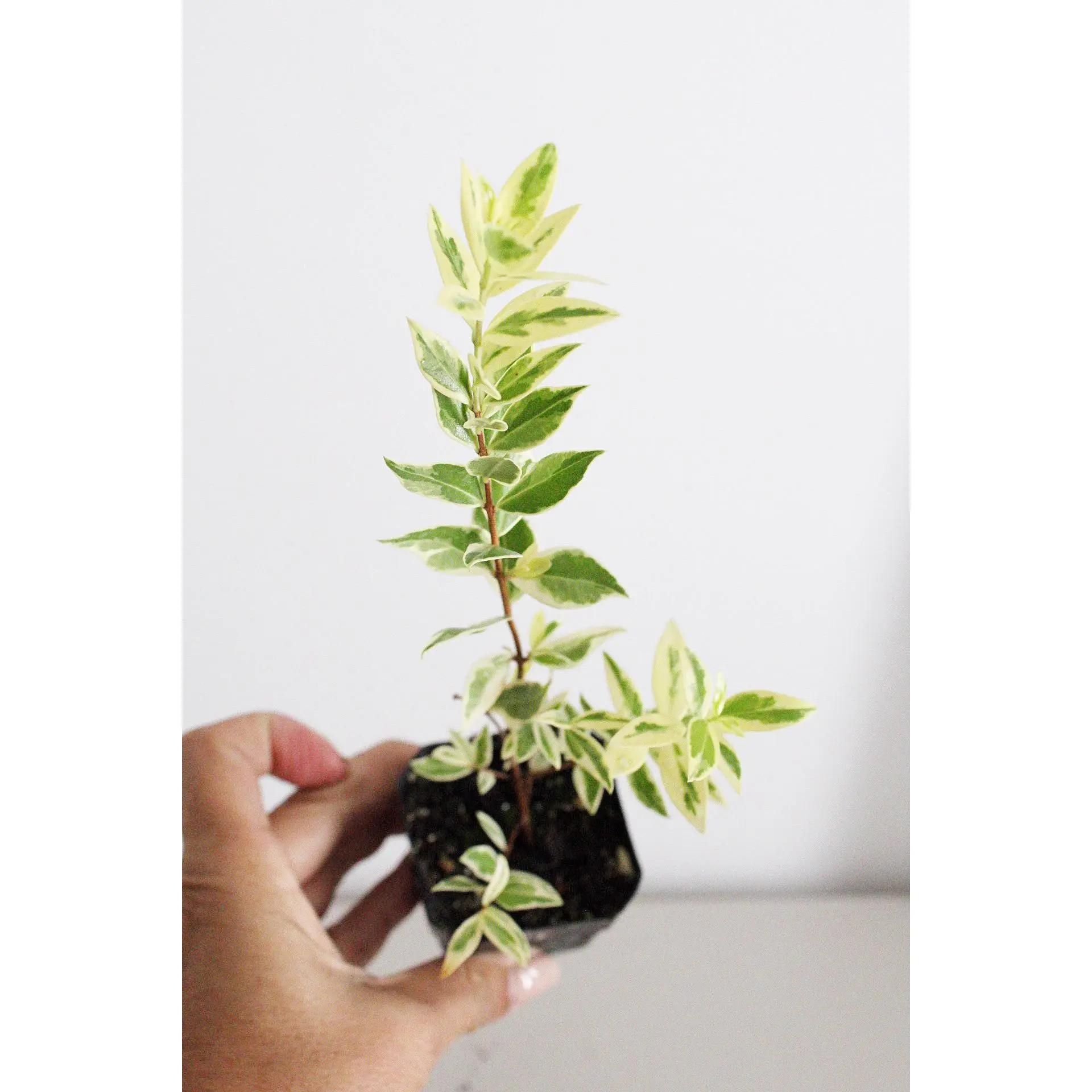 Variegated Myrtle Plant - Small Garden Starter for Plant Lovers