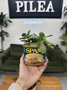 Spam Succulent Arrangement – Upcycled Spam Can with Mixed Succulents