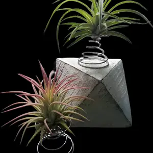2 Pack Metal Spiral Air Plant Holders