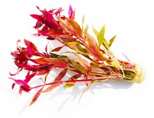 Alternanthera Reineckii "Variegated" (5-6 inches) (Our #1 Selling Aquarium Plant)