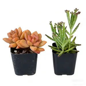 2 Inch Succulent Combo Colorful Graptosedum Alpenglow and Unique Kalanchoe Delagoensis Mother of Millions Fast Growing Rare Set  plant