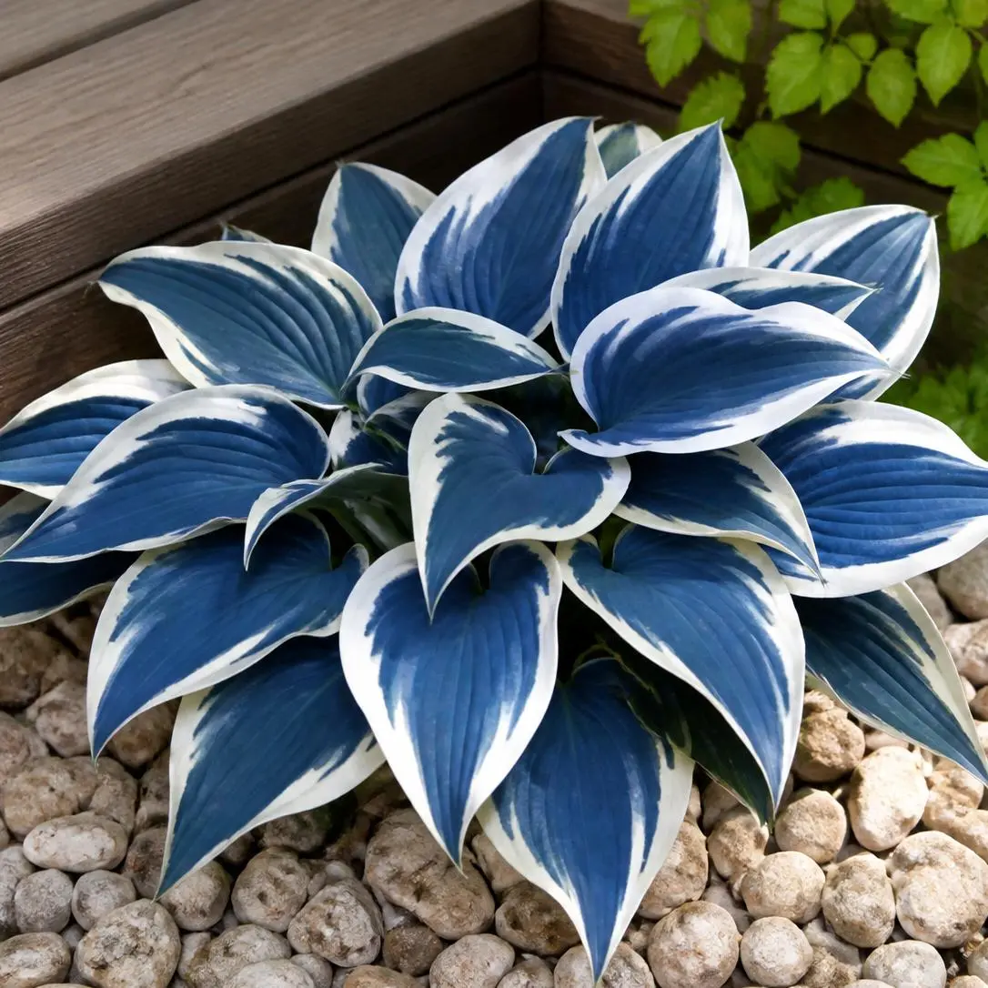 200pcs Blue Hosta Seeds, Hardy Perennial, Easy Grow, Bold All-Season Garden Foliage, Dramatic Deep Blue and White Contrast