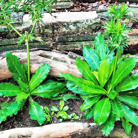 CZ GRAIN 500+ Eryngium foetidum Heirloom Refill Pouch - Non-GMO, Untreated, Easy to Grow, Fast Growing, High Yielder - Planting Plant Seeds for Outdoor Gardening, Full Sun Sowing - Not Cilantro Seeds