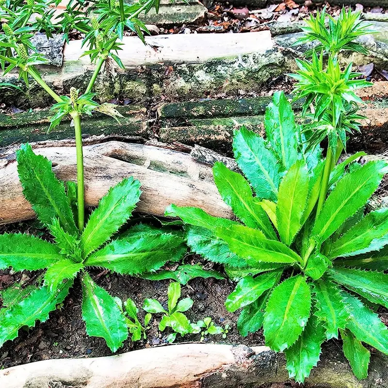 CZ GRAIN 500+ Eryngium foetidum Heirloom Refill Pouch - Non-GMO, Untreated, Easy to Grow, Fast Growing, High Yielder - Planting Plant Seeds for Outdoor Gardening, Full Sun Sowing - Not Cilantro Seeds