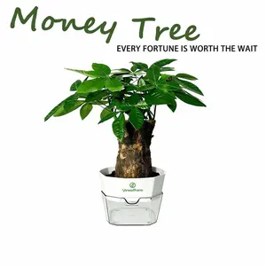 2026 new Money Tree Plant – Lucky Wealth Feng Shui Indoor Plant, Natural Wood Base 10cm x 7–8cm