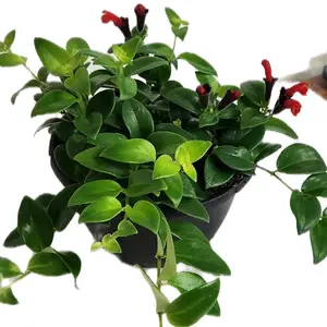 8" Lipstick Plant Mona Lisa Lobianthus Houseplant Red Flowering Plant Hanging In Flower Right Now Decorative Plant Nature