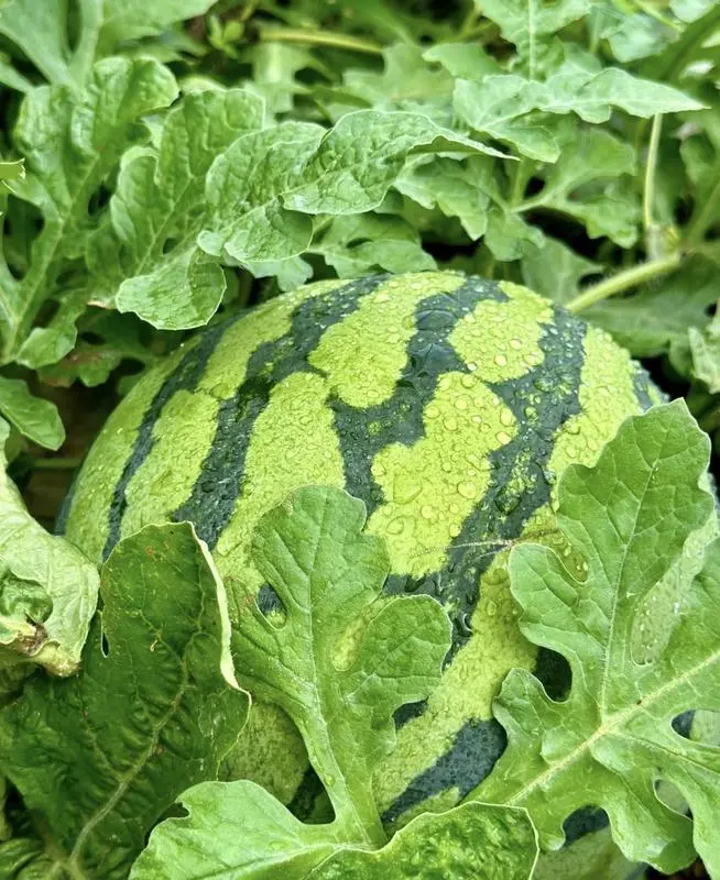 50 pcs Watermelon Seeds - Farm & Garden Vegetable/Fruit Seed