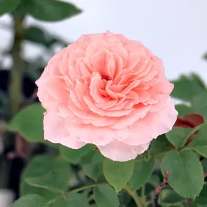Rosa, Scentables Sunbelt® Savannah Rose - 2 Gallon Pot
