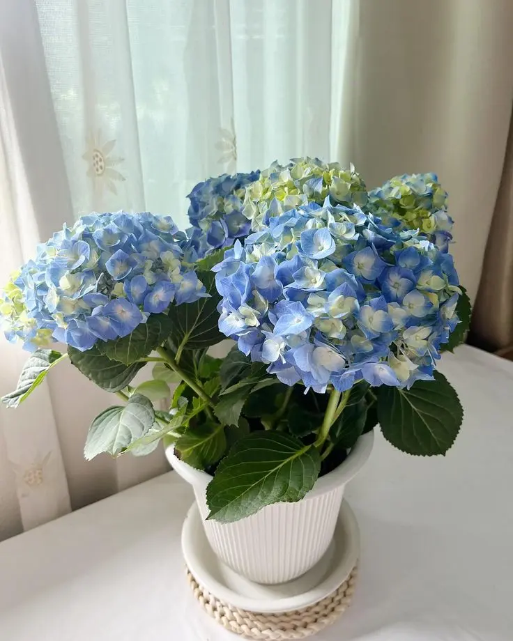 Fresh Live Hydrangea Potted Plant, Large Round Blooms Easy Care Home Garden Flower Shrub
