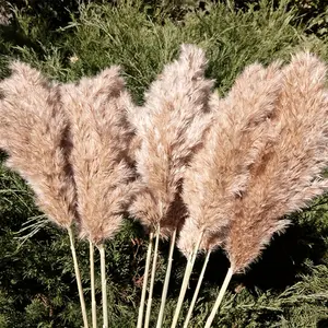 20 Pcs 23 Inch Tall Fluffy Pampas Grass XL Size Brown Dry Pompous Grass Decor Wedding Flower Boho Decor Natural Pompas Flower