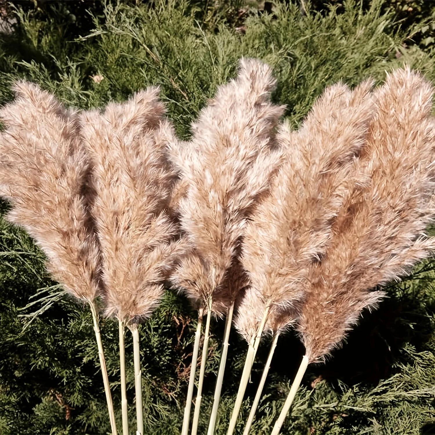 20 Pcs 23 Inch Tall Fluffy Pampas Grass XL Size Brown Dry Pompous Grass Decor Wedding Flower Boho Decor Natural Pompas Flower