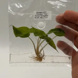 Alocasia Polly Aurea – Rare Variegated TC Plantlet – Bright Yellow Variegation – Premium Starter Plant