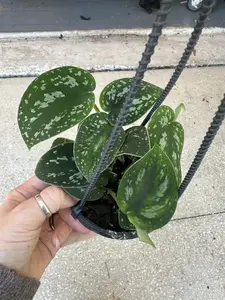 Scindapsus tricolor borneo - 4” pot