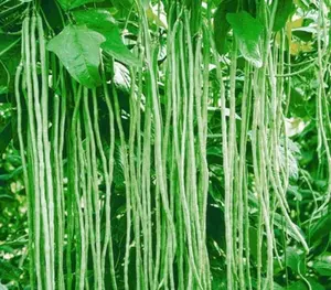 Yard Long Bean Seeds for Planting - 50 Seeds - Asparagus Bean | Snake Bean | Chinese Long Bean | Red Ripper Cowpeas