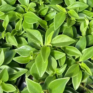 Peperomia Trinervula Plant Plug (Peperomia trinervula) – Compact, Hardy Plant with Attractive Green Foliage, Perfect for Indoor Pots