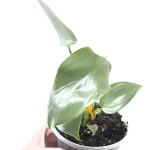 Philodendron Silver Sword Starter Plant Live Houseplant in Clear 4in Pot Philodendron Hastatum Rare Indoor Tropical Plant Silver Leaf Philodendron Collector Plant Exotic Indoor Houseplant Beginner Friendly
