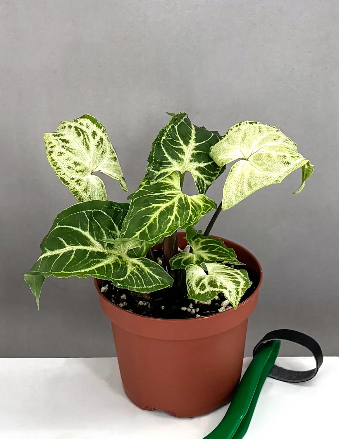 Syngonium Batik