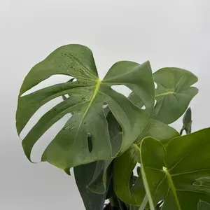 Xl Monstera Deliciosa 6" Pot Beginner Friendly Live Tropical House Plant with Unique Lush Green Leaves for Indoor Home Decoration