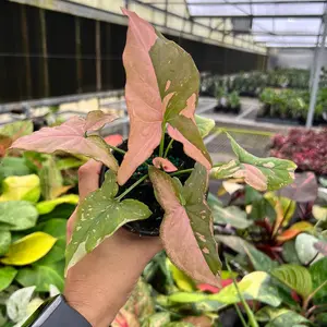 Syngonium Pink Splash – Pink Variegated Arrowhead Plant – 4” Pot