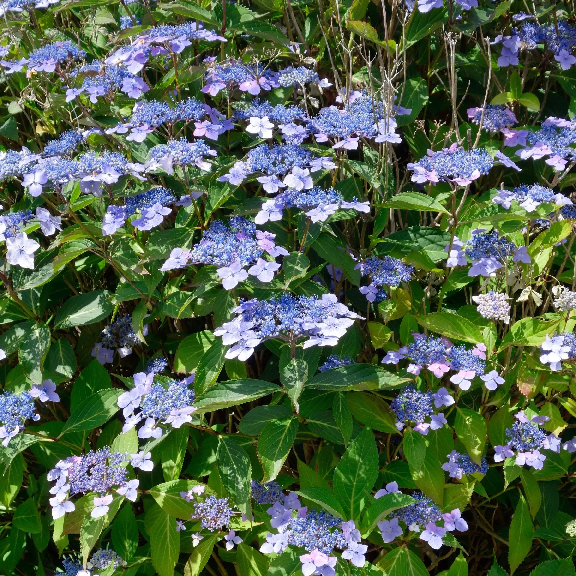 Hydrangea 'Blue Bird' - Square Quart