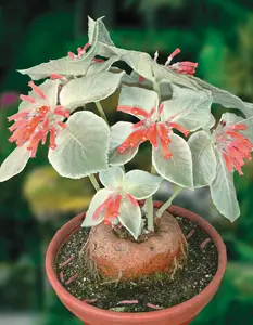 White Sinningia Live Plant - Sinningia Leucotricha Plant - Rare Succulent Plant - Houseplant Indoor Outdoor - In 2.5 Inch Pot