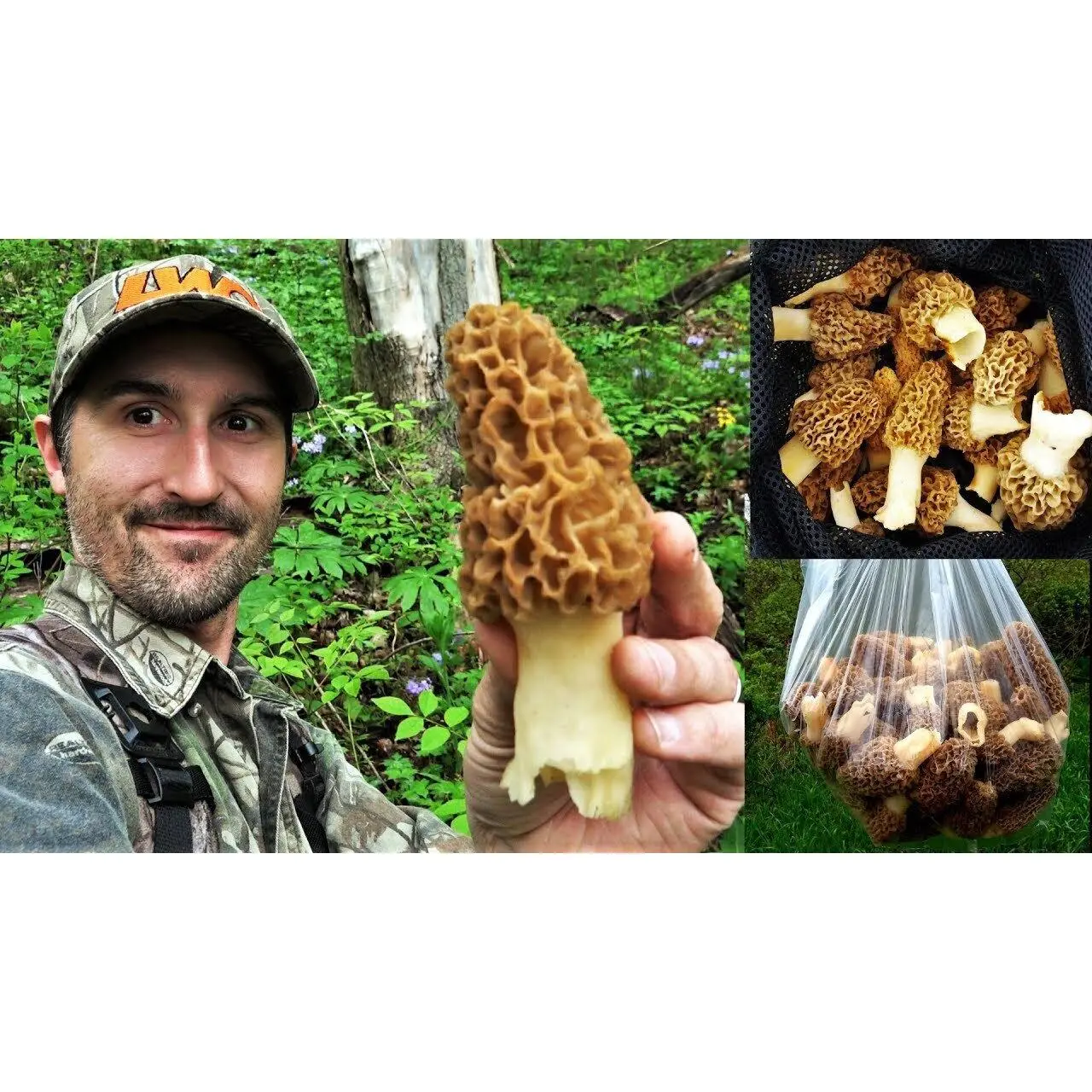 Morel Mushroom Spores in Sawdust Bag Jumbo Grow Kit Makes 25 gal mushroom growkit Morel Mushroom Spores in Sawdust Bag Jumbo Grow Kit Makes 25 gal mushroom growkit