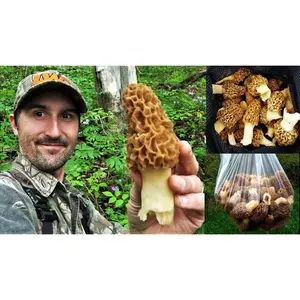 Morel Mushroom Spores in Sawdust Bag Jumbo Grow Kit Makes 25 gal mushroom growkit