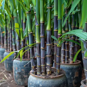 1000+ Sugarcane-Sugar Cane Seeds Rich in Sucrose Hybrid for Home Gardening Natural Sweetness Low-Maintenance High Sucrose Fruit All Seasons