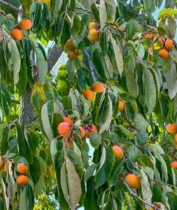 Caramel Cocktail Persimmon Tree Fully ripe fruits lose their astringency while still on the tree