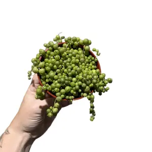 4” String of Pearls