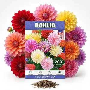 Mixed-color Dahlia Pompon Flower Seeds for Planting, Dahlia Seeds for Planting (Pack of 200pcs seeds)Easy to Grow Wildflower Seeds for Vibrant & Pollinator Gardens, Non GMO Seeds