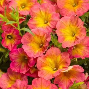 Supertunia® Persimmon Petunia