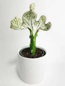 Mermaid Coral 'Cristata' Euphorbia Lactea Succulent Live Plant | Live Indoor Plant in Nursery Pot | Beginner | Easy Care | Home Office Decor Gift