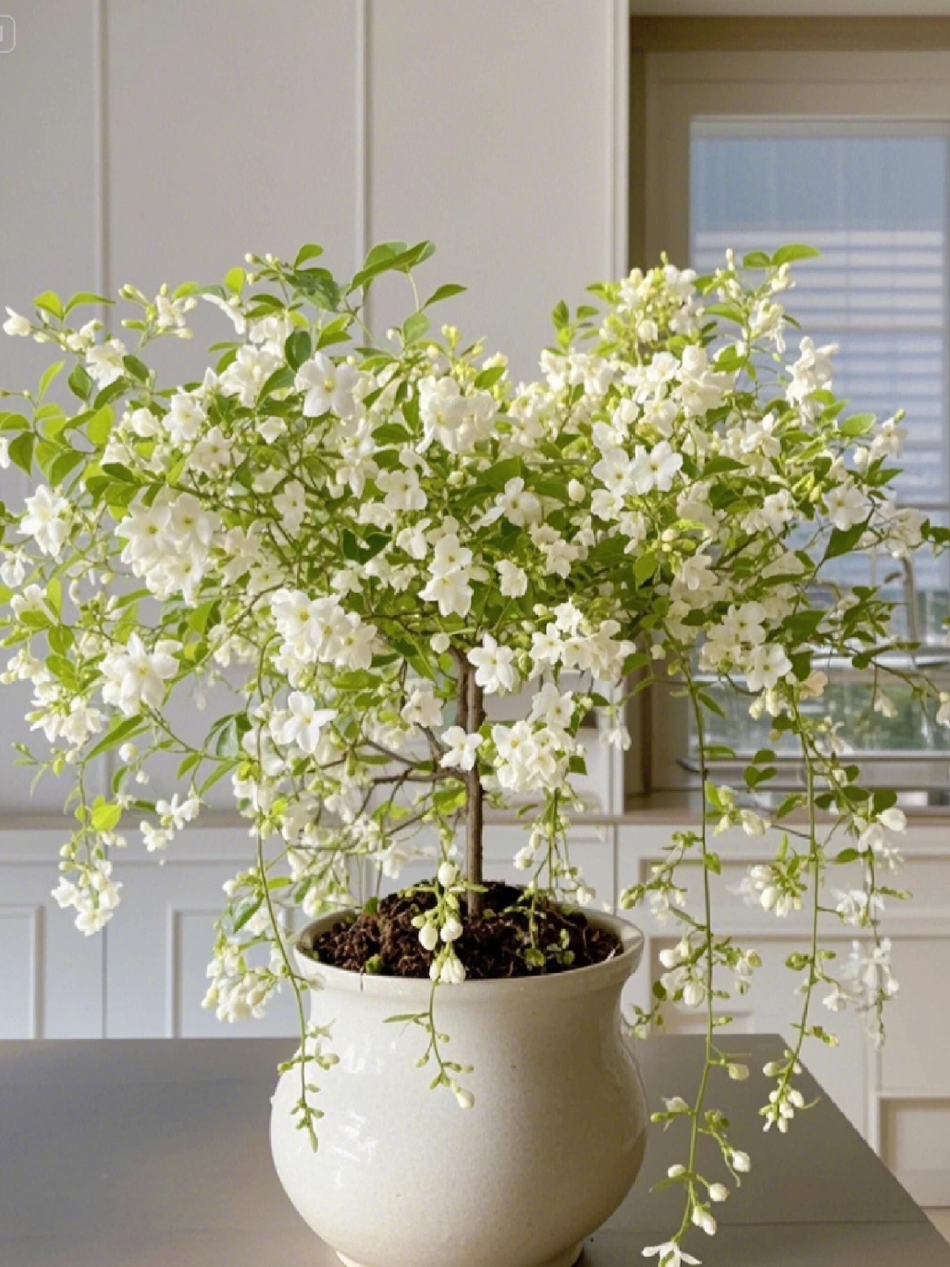【BUY 2 GET 1 FREE】Trailing Jasmine Seeds Bridal Veil High Germination Rate Nodding Clerodendron Easy to Grow Long Lasting Aroma for Home Garden Fragrant Blooms Rare Cascading Jasmine Perfect for Balconies & Indoor Pots