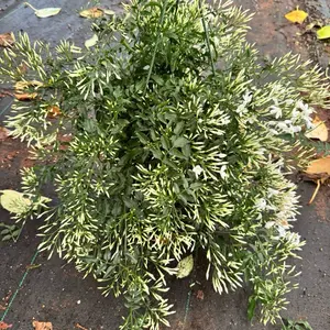 jasmine Polyanthum 8 inch pot fragrant plant