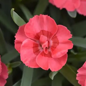 Dianthus Everlast ‘Peach’    - 4" Pot