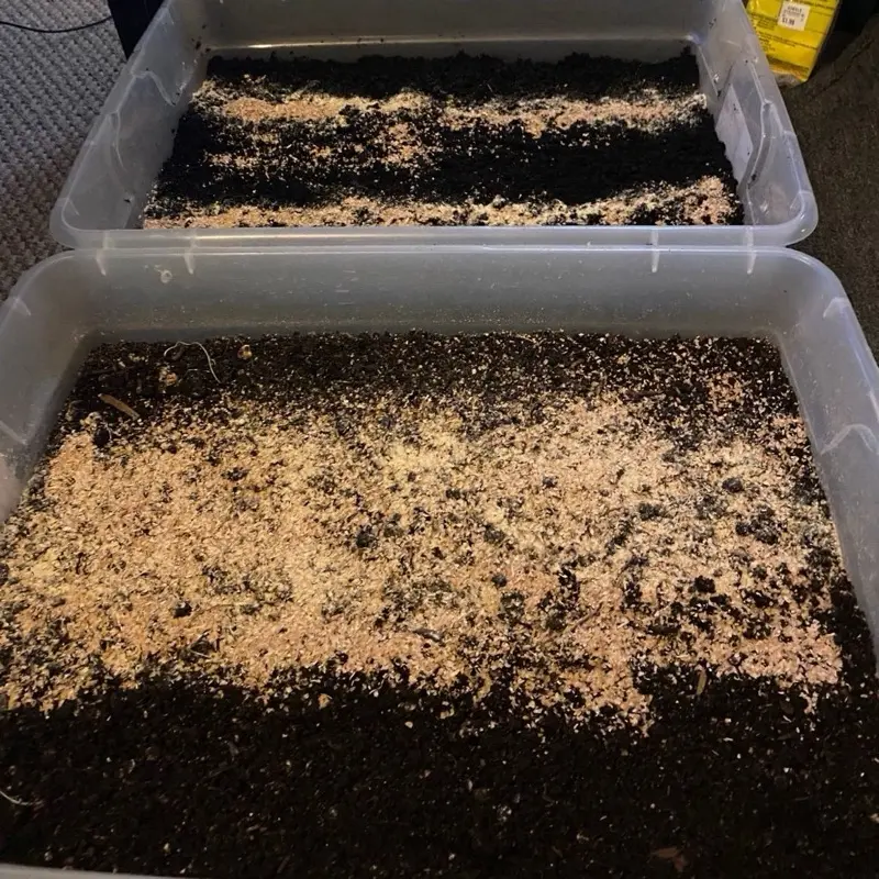 Starter Worm Farm Dirt & 200 Red Wiggler Worms Included Easy-to-Use Composting Solution for Beginners Perfect for Any Space