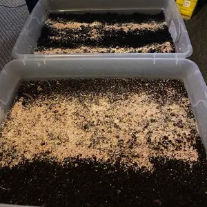 Starter Worm Farm Dirt & 200 Red Wiggler Worms Included Easy-to-Use Composting Solution for Beginners Perfect for Any Space