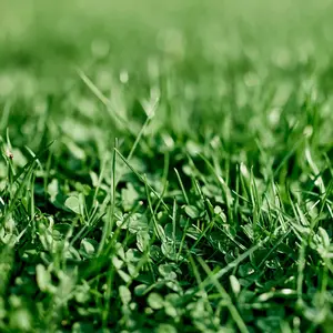 EcoEase Microclover and Fescue Mix Bulk Ground Cover Grass Seeds, 1lb