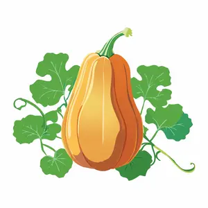 Honeybaby Winter Squash