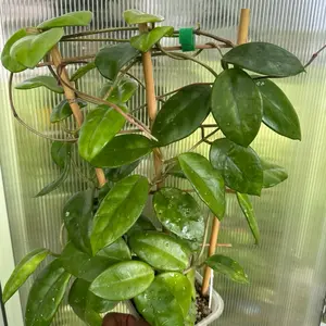 Rare Uncommon Hoya Miss Debbie UNROOTED CUTTING Houseplant