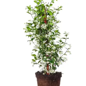 Confederate Jasmine Live Plant in 1 Gallon Pot with Care Guide Beautiful White Flowers & Green Leaves