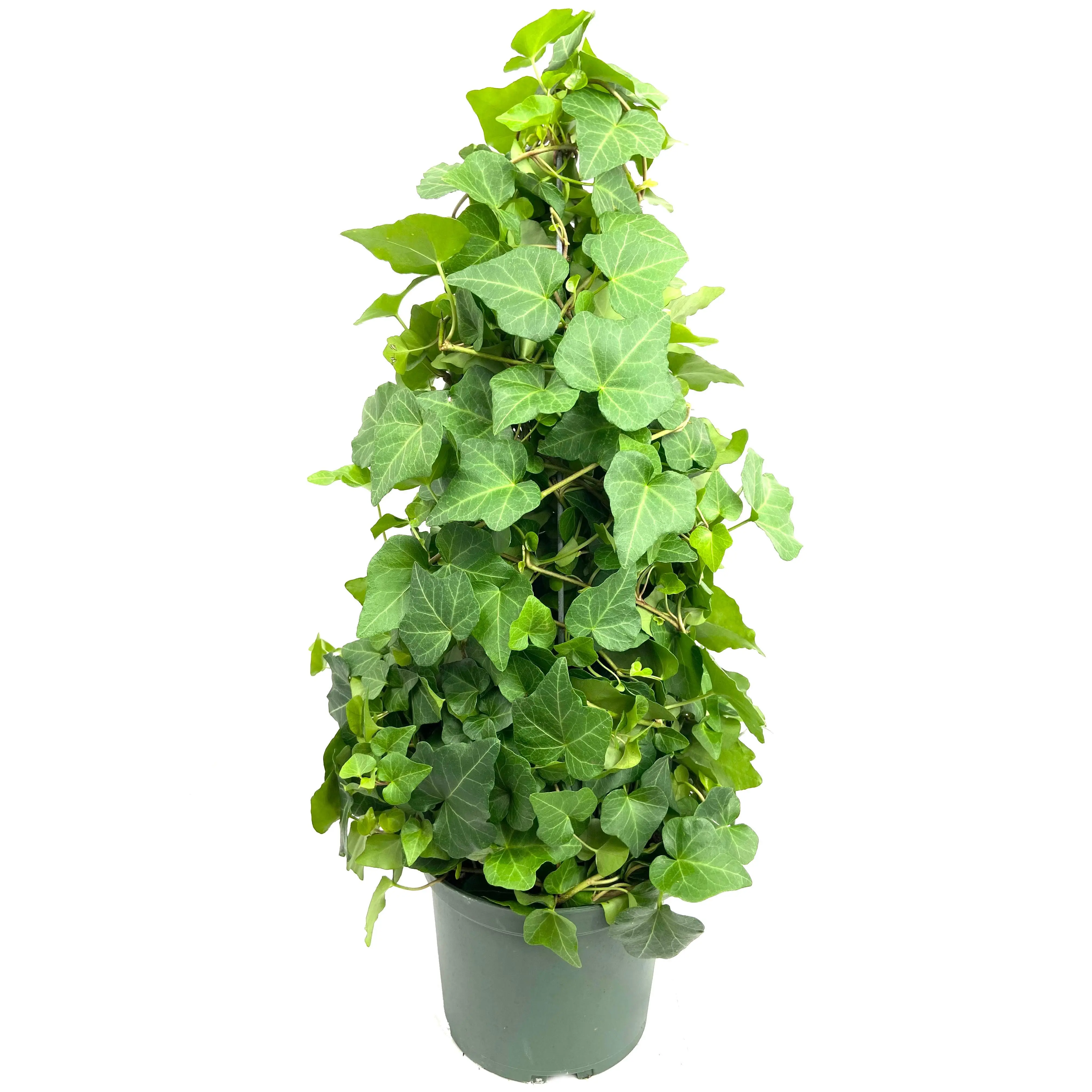English Ivy Tree - Live Plant in a 6 Inch Pot - Hedera Helix - Stylish Air Purifying Topiary Houseplant Vine