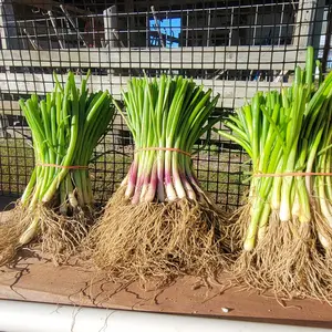 Intermediate-Day Onion Plant Bundle (150 plants)