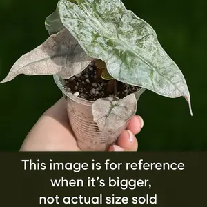 Variegated Alocasia Pink Polly Ghost Mint | Tissue Culture Seedling | Rare Tropical Plant | Single Plant per Bag