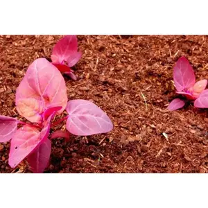 Orach Spinach "Magenta Magic"